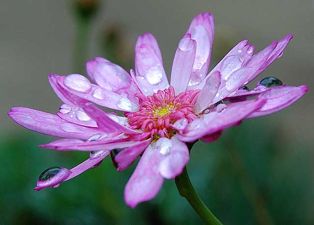 Rain-covered bloom, Sierra Bonita, between Hollywood and Sunset, Saturday, January 5, 2008 