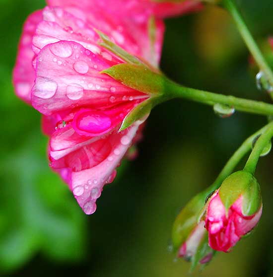 Rain-covered bloom, Sierra Bonita, between Hollywood and Sunset, Saturday, January 5, 2008 