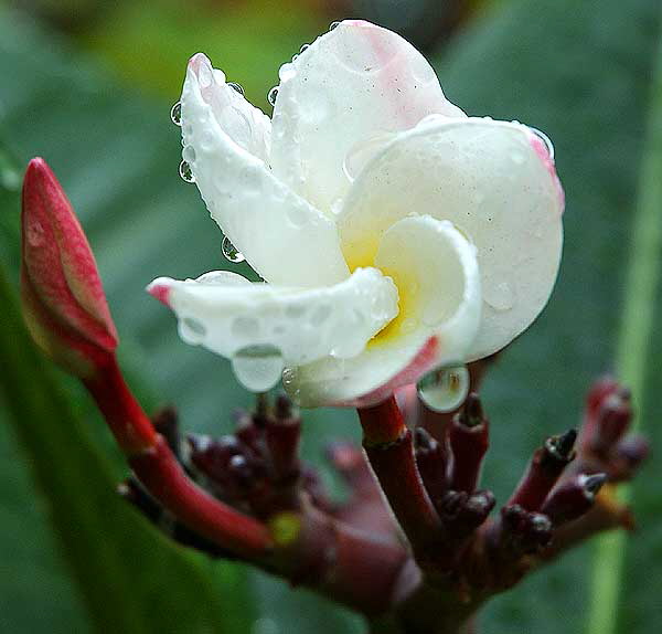 Rain-covered bloom, Sierra Bonita, between Hollywood and Sunset, Saturday, January 5, 2008 - Magnolia Grandiflora 