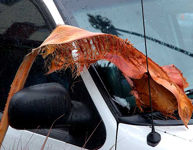 Palm geometry after heavy rains and wind in Hollywood