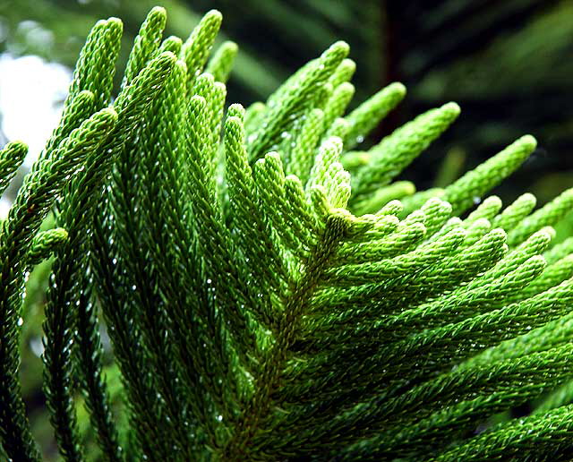 Norfolk Island Pine (Araucaria heterophylla) 