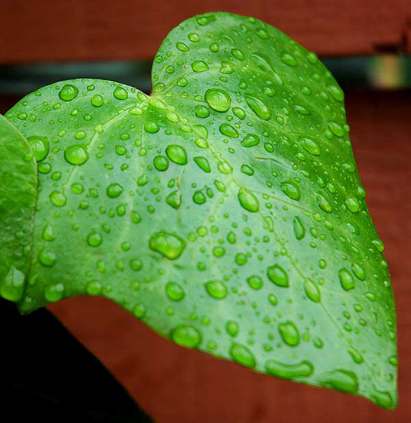 An ivy heart - 