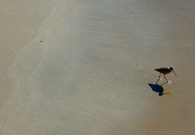 Marbled Godwit, Manhattan Beach