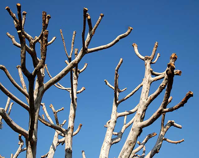 Bare tree, Pico Boulevard, West Los Angeles