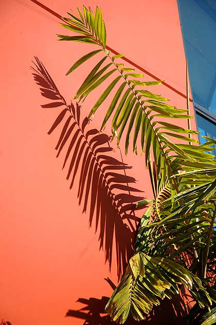 Palm shadows on bright stucco wall