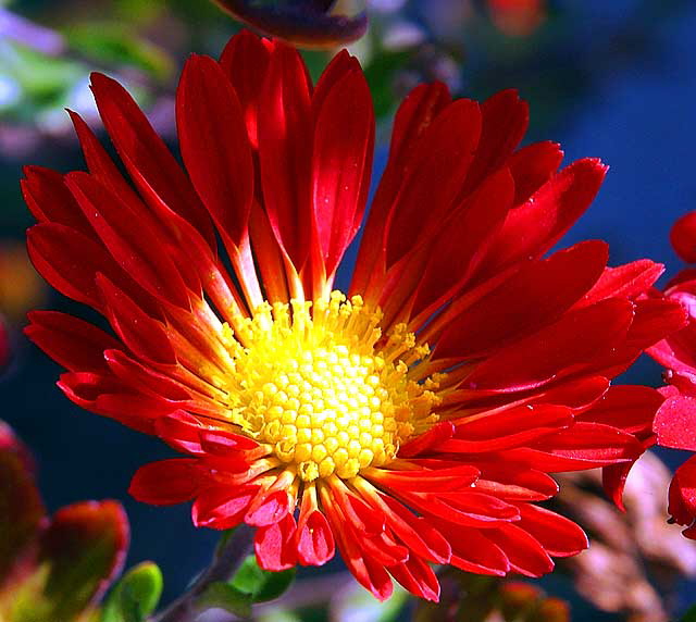 Red Blossom, Yellow Center