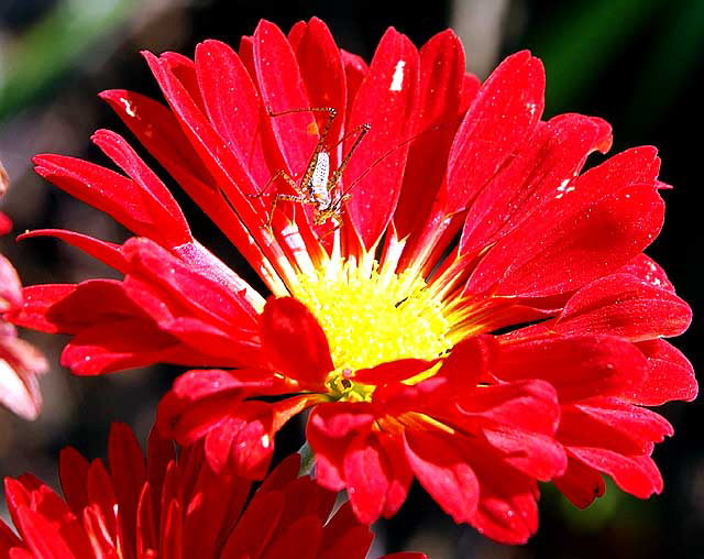 Red Blossom, Yellow Center - with long-legged insect