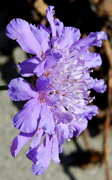 Blue blossoms, side view