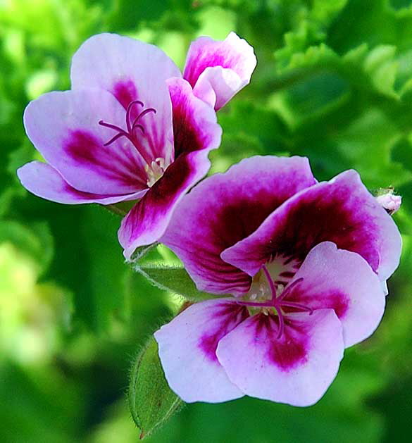 White begonia with purple highlights 