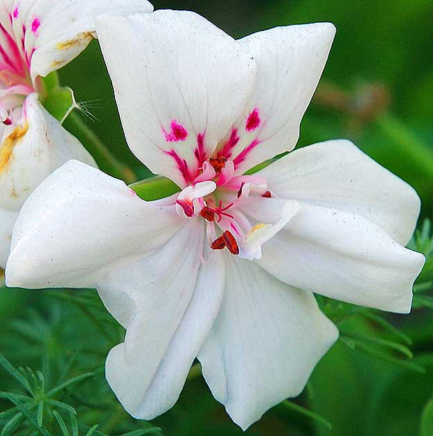 White bloom with purple highlights 