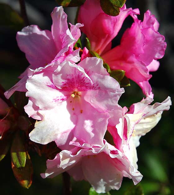 Azalea, curbside in Beverly Hills