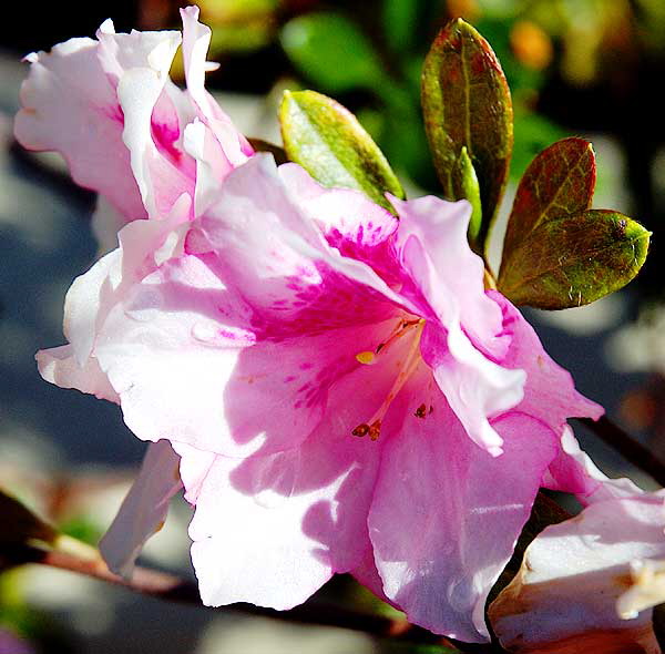 Azalea, curbside in Beverly Hills