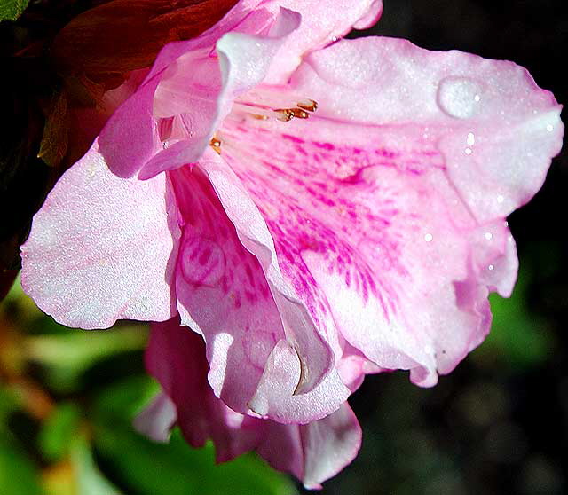 Azalea, curbside in Beverly Hills