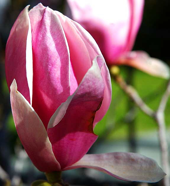 Frazier Magnolia in shadow