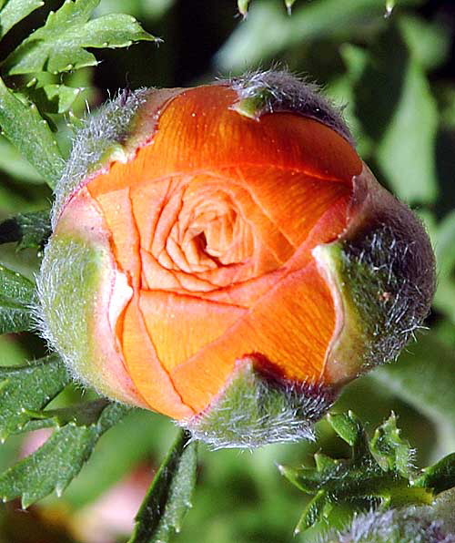 Ornamental Poppy in late bud, curbside in Beverly Hills, Saturday, February 9, 2008