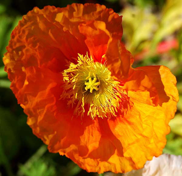 Ornamental Poppy in bloom, curbside in Beverly Hills, Saturday, February 9, 2008