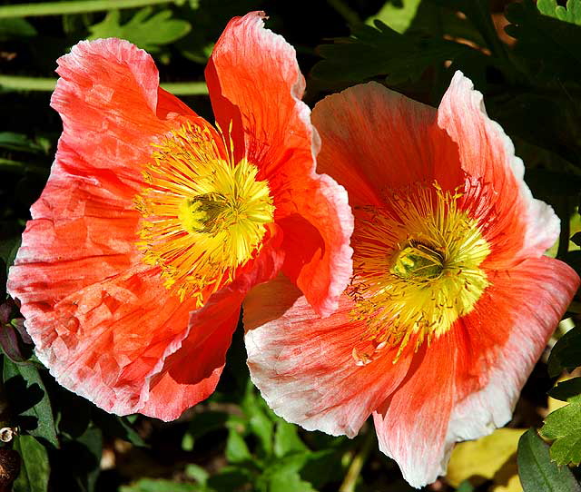 Ornamental Poppy in bloom, curbside in Beverly Hills, Saturday, February 9, 2008