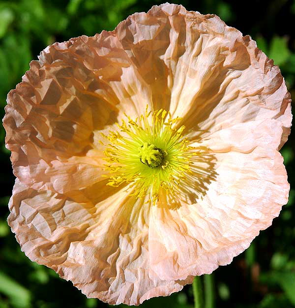 Ornamental Poppy in bloom, curbside in Beverly Hills, Saturday, February 9, 2008