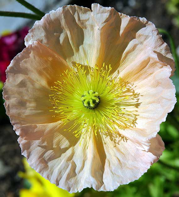 Ornamental Poppy in bloom, curbside in Beverly Hills, Saturday, February 9, 2008