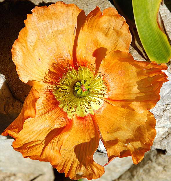 Ornamental Poppy in bloom, curbside in Beverly Hills, Saturday, February 9, 2008