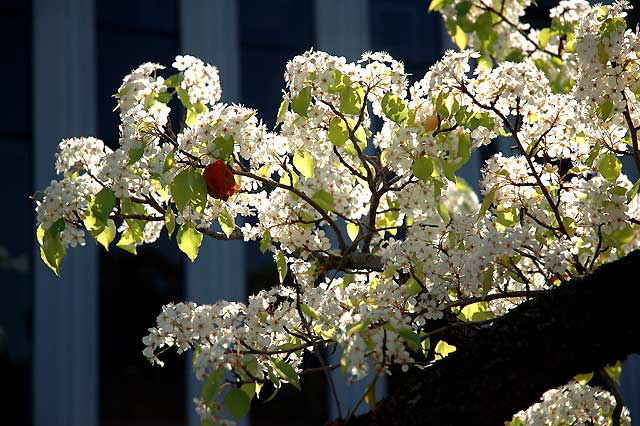 Fruit trees in bloom at Harmony Gold, Sunset Boulevard at Stanley, Hollywood - Tuesday, February 12, 2008