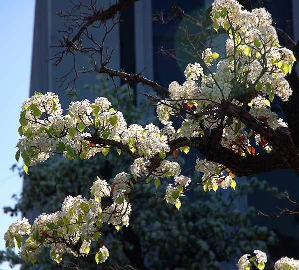 Fruit trees in bloom at Harmony Gold, Sunset Boulevard at Stanley, Hollywood - Tuesday, February 12, 2008