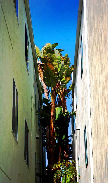 Venice Beach, Valentine's Day, 2008 - banana alley