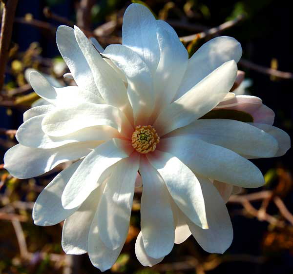 White Bloom - West Los Angeles, Sunday, February 17, 2008