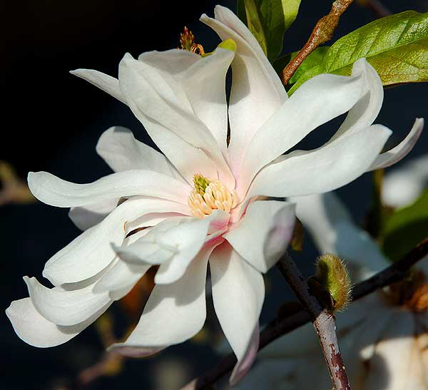 White Bloom - West Los Angeles, Sunday, February 17, 2008