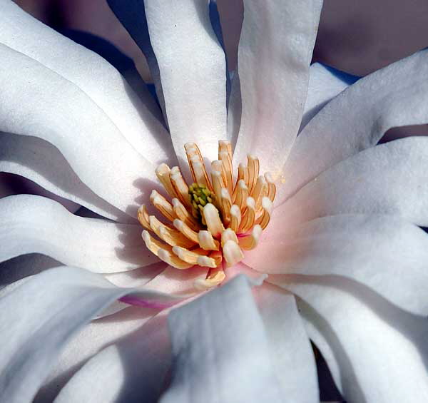 White Bloom - West Los Angeles, Sunday, February 17, 2008