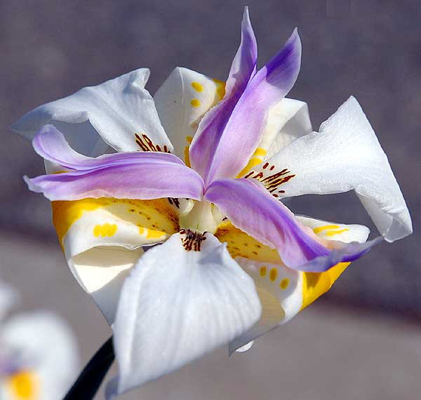 White Bloom - West Los Angeles, Sunday, February 17, 2008