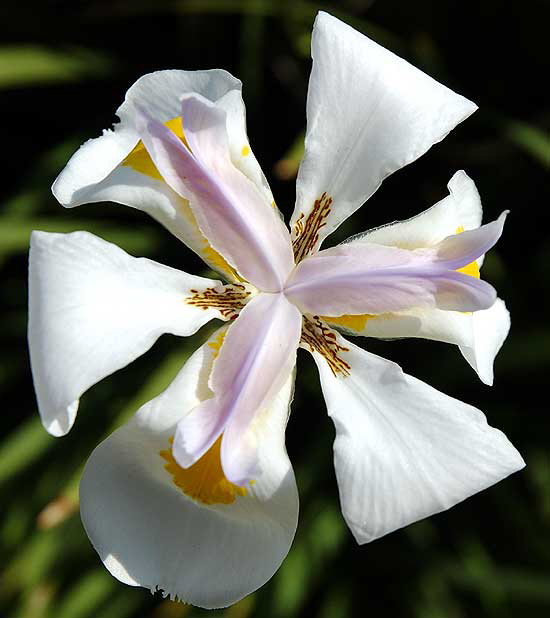 White Bloom - West Los Angeles, Sunday, February 17, 2008