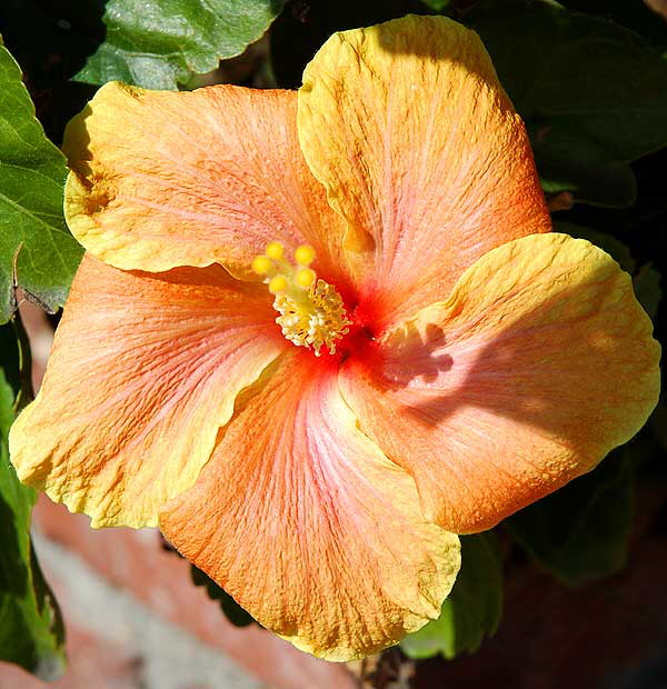 Mixed Hibiscus - West Los Angeles, Sunday, February 17, 2008