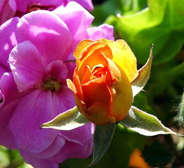Orange miniature rose and common geranium - West Los Angeles, Sunday, February 17, 2008