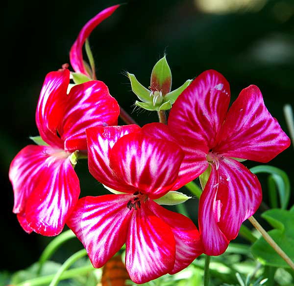 Red Blooms - enhanced contrast and saturation via Photoshop - curbside in West Hollywood, 17 February 2008