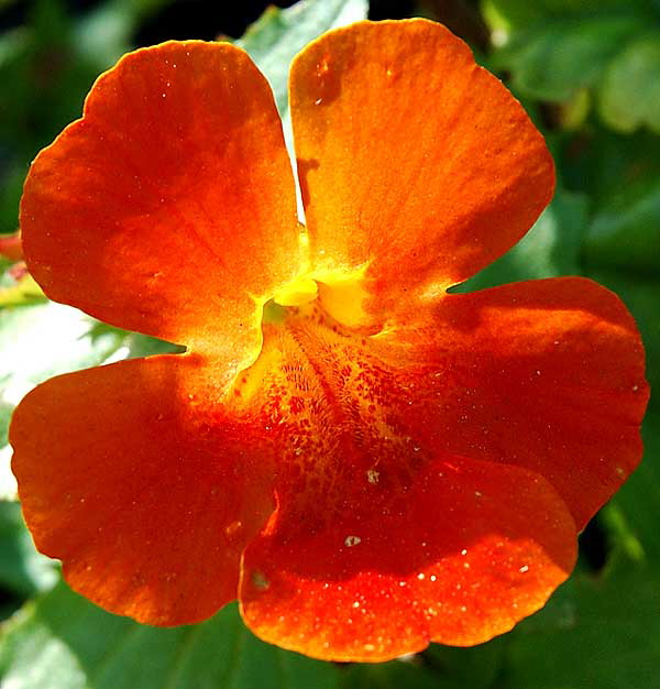 Orange Bloom - West Los Angeles, Sunday, February 17, 2008