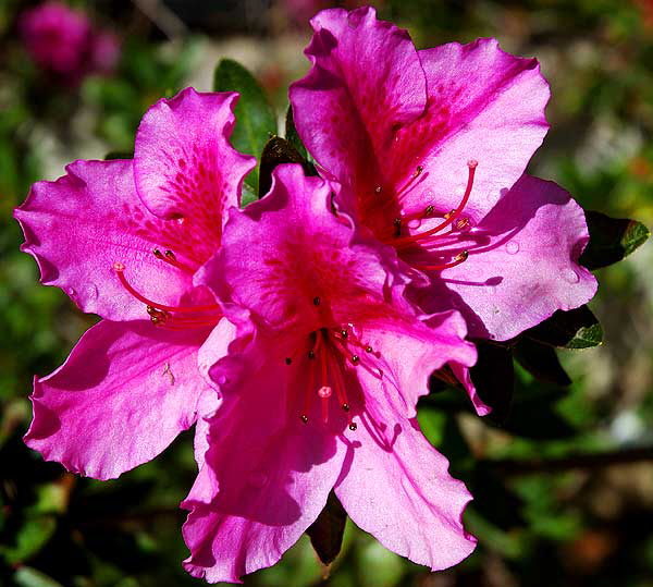 Azalea