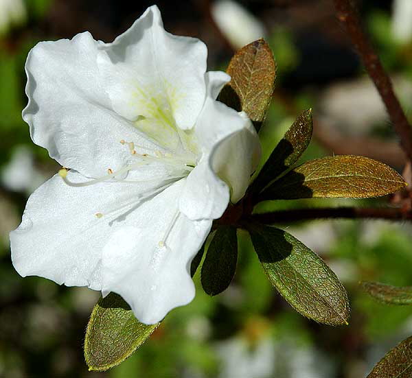 Azalea