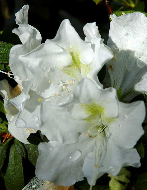 Azalea