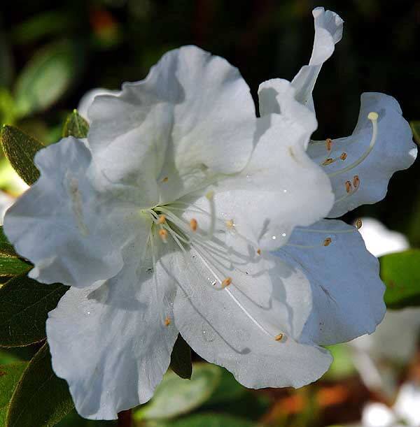 Azalea