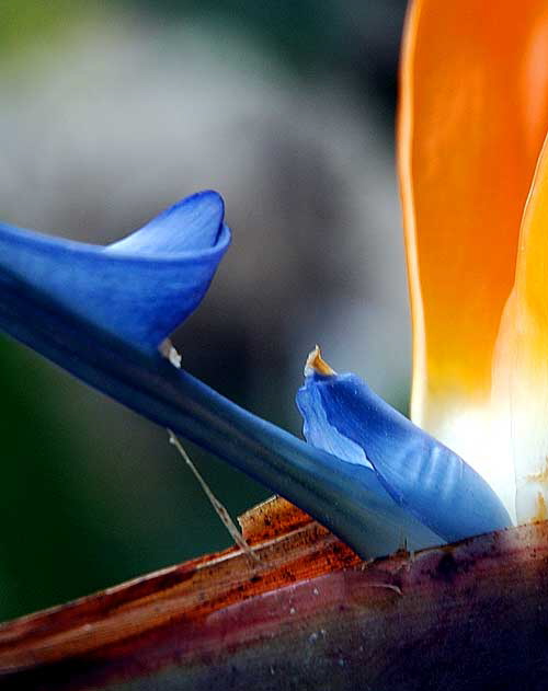 Bird of Paradise (Strelitzia or Crane Flower) - detail