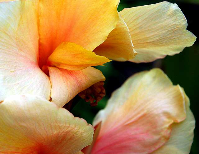 Botanical Abstract - Will Rogers Memorial Park, Beverly Hills