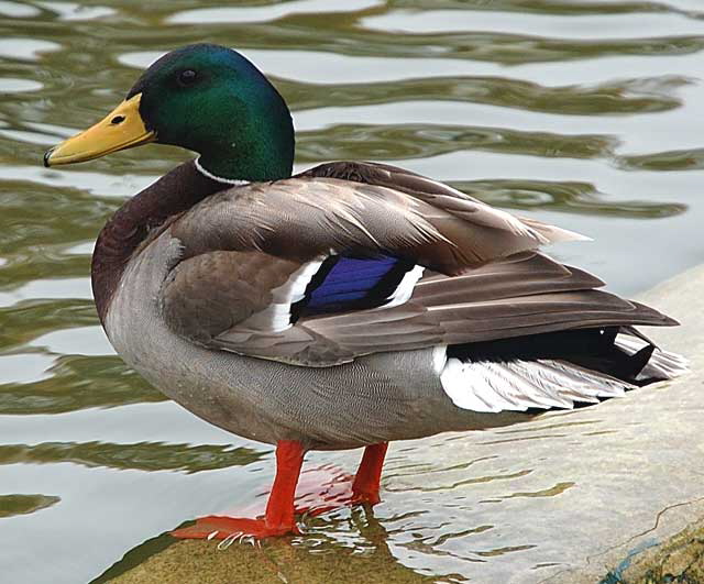 Mallard at koi pond - Will Rogers Memorial Park, Beverly Hills