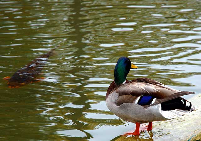 Mallard at koi pond - Will Rogers Memorial Park, Beverly Hills