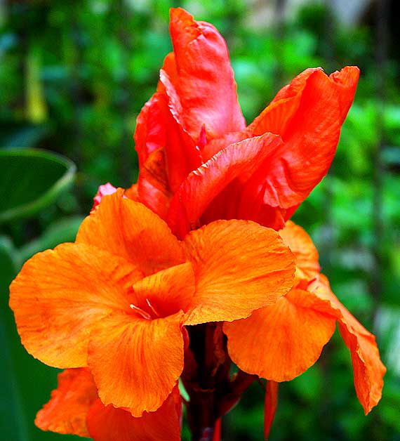 Orange and Red Mixed Bloom - curbside, Beverly Hills 