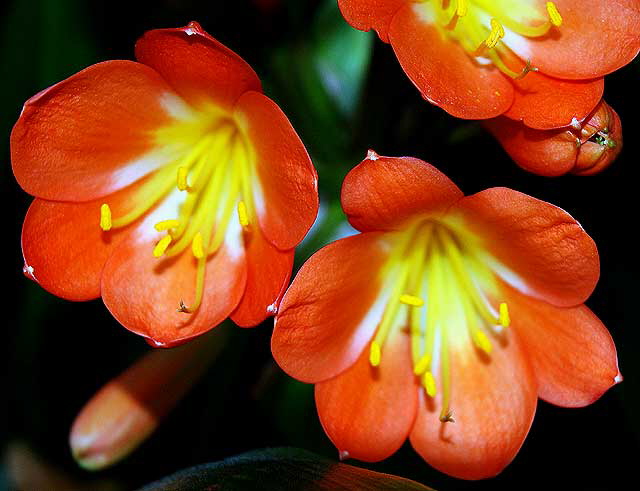 Orange Blooms - curbside, Beverly Hills