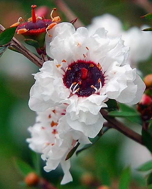 White Bloom - curbside, Beverly Hills