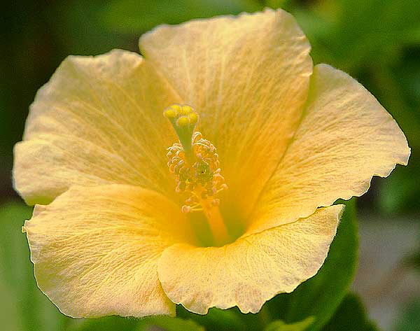 Yellow Hibiscus - color values equalized - curbside, Beverly Hills