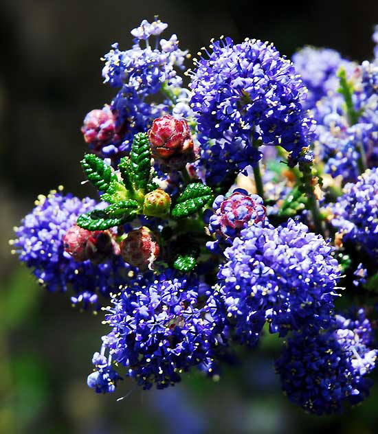 Complex blue blooms