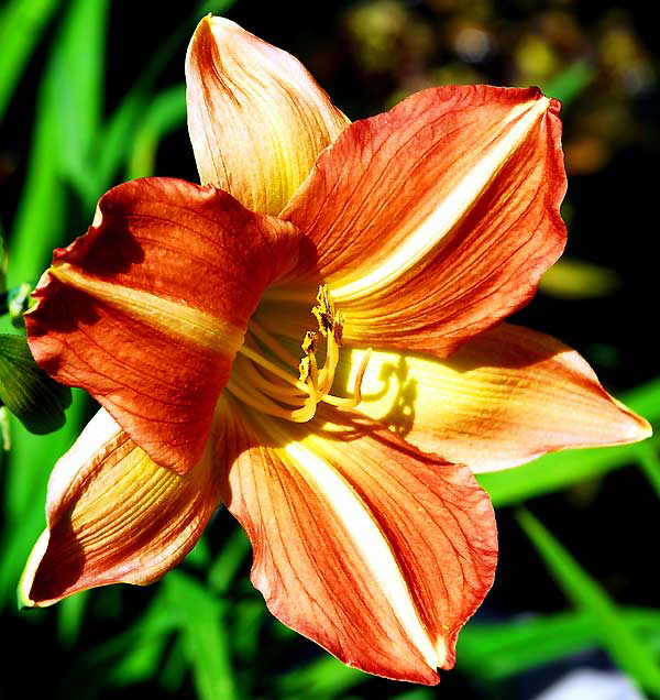 A daylily  but not a lily, really  actually a member of the small genus Hemerocallis, flowering plants in the family Hemerocallidaceae